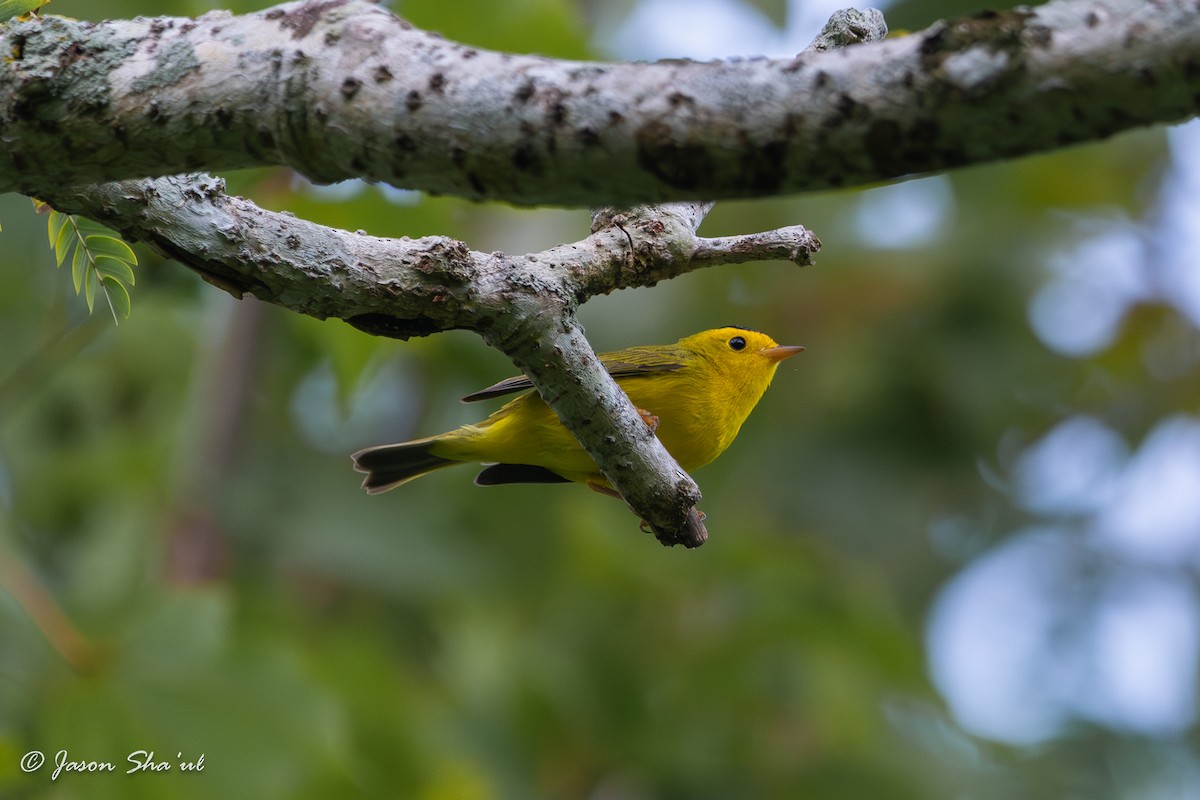 eBird Checklist 19 Oct 2023 Mead Botanical Gardens 30 species