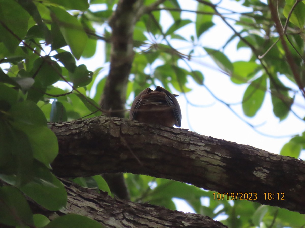 eBird Checklist 20 Oct 2023 Portland Road, Iron Range, Queensland, AU (12.714, 143.319) 9