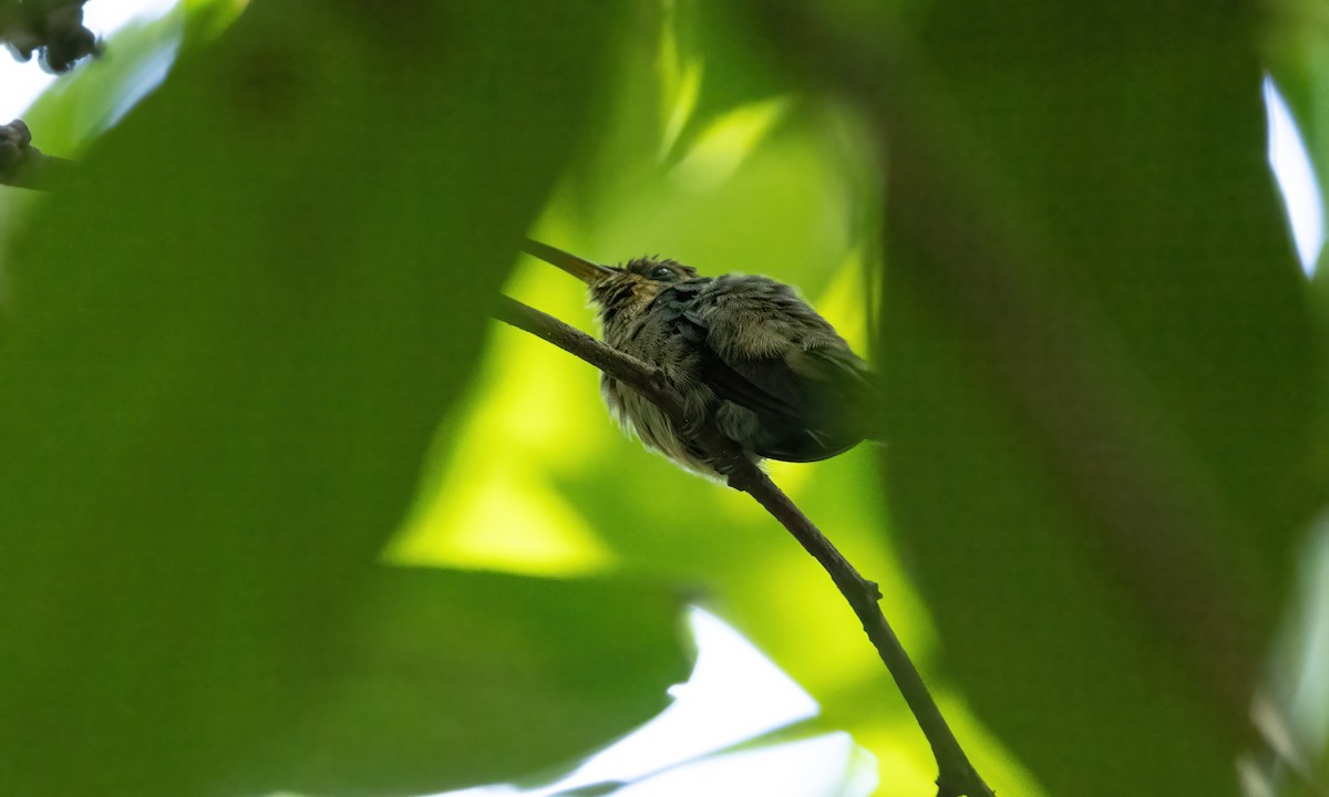 Гвианский колибри-отшельник - ML610157151
