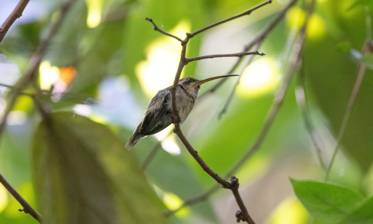 kolibřík pruhohrdlý - ML610157152