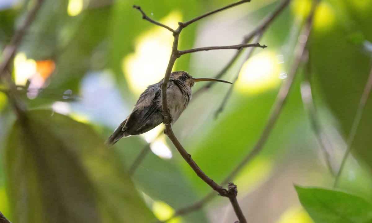 Гвианский колибри-отшельник - ML610157153