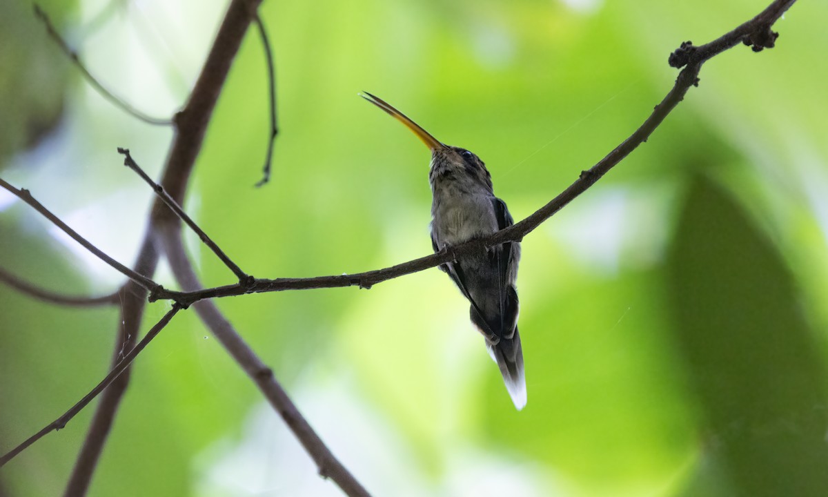 kolibřík pruhohrdlý - ML610157156