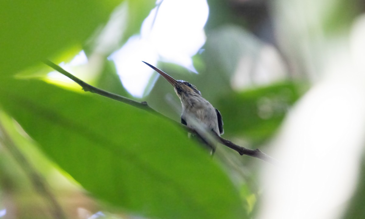 Гвианский колибри-отшельник - ML610157157