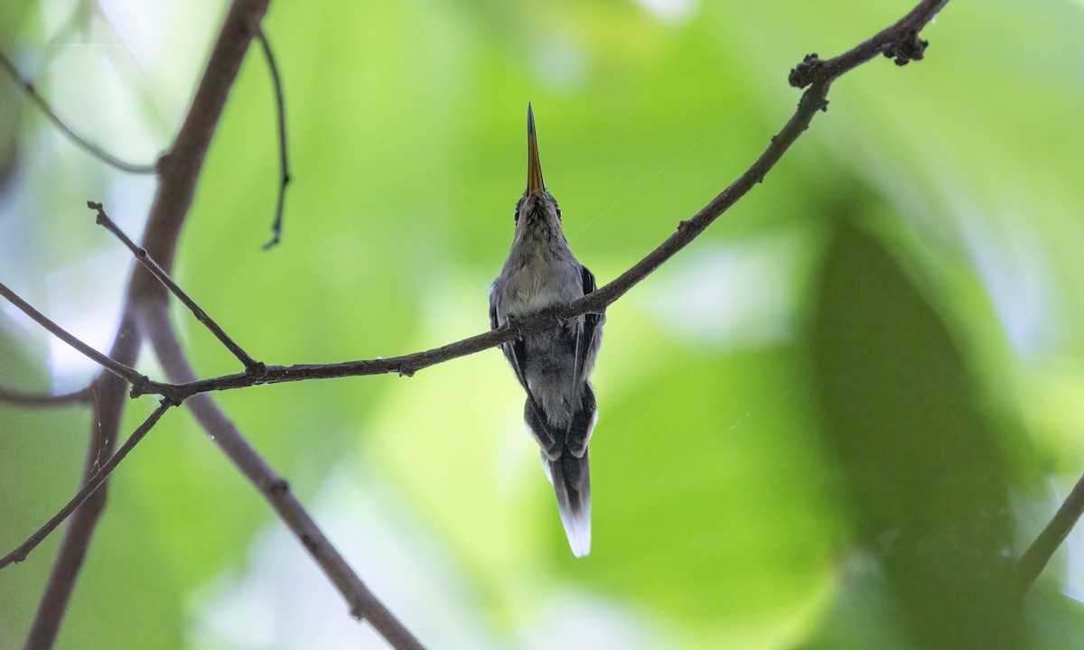 kolibřík pruhohrdlý - ML610157158