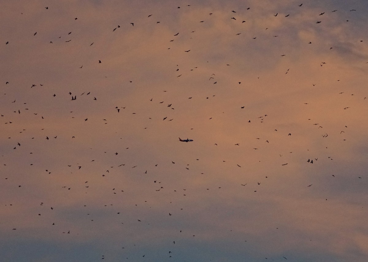 Purple Martin - ML610157359