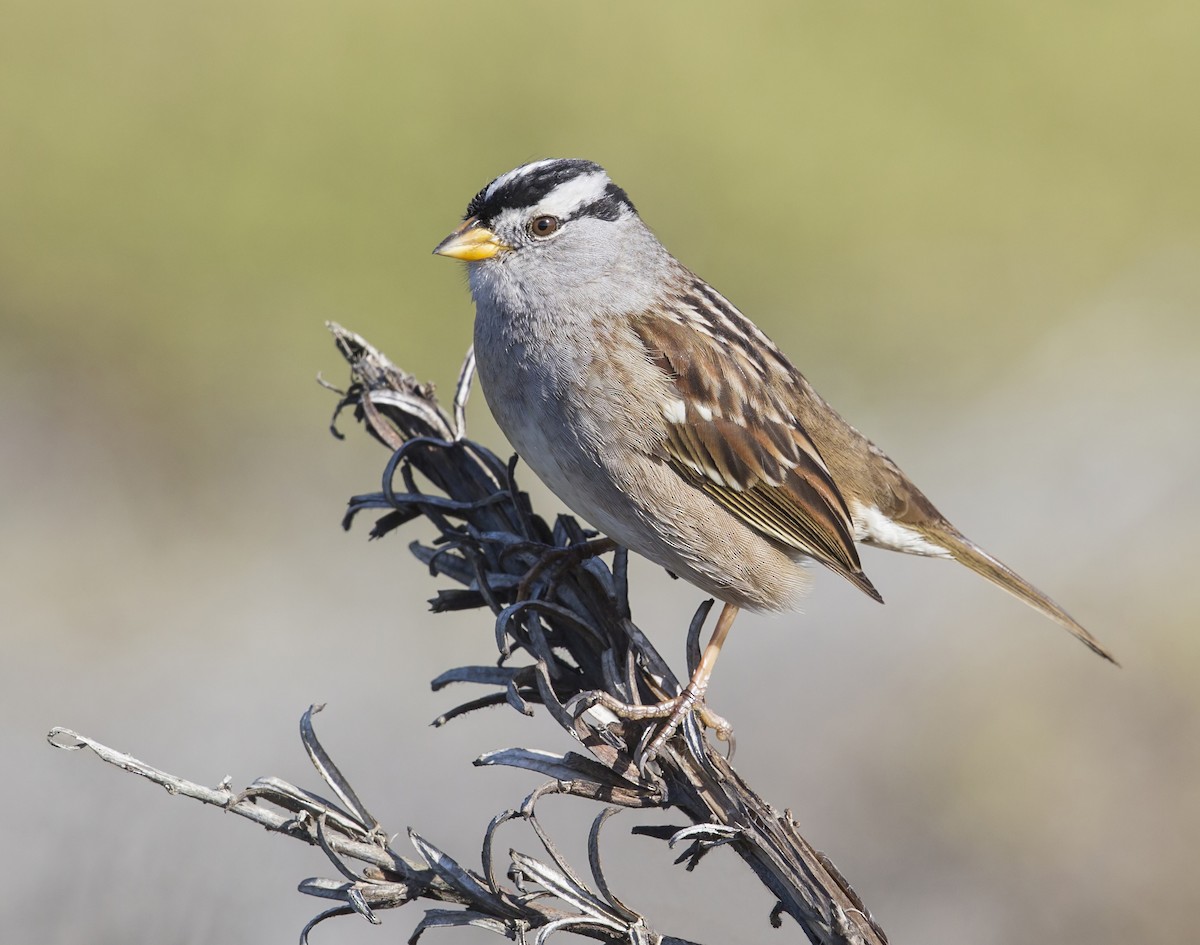 White-crowned Sparrow - ML610157511