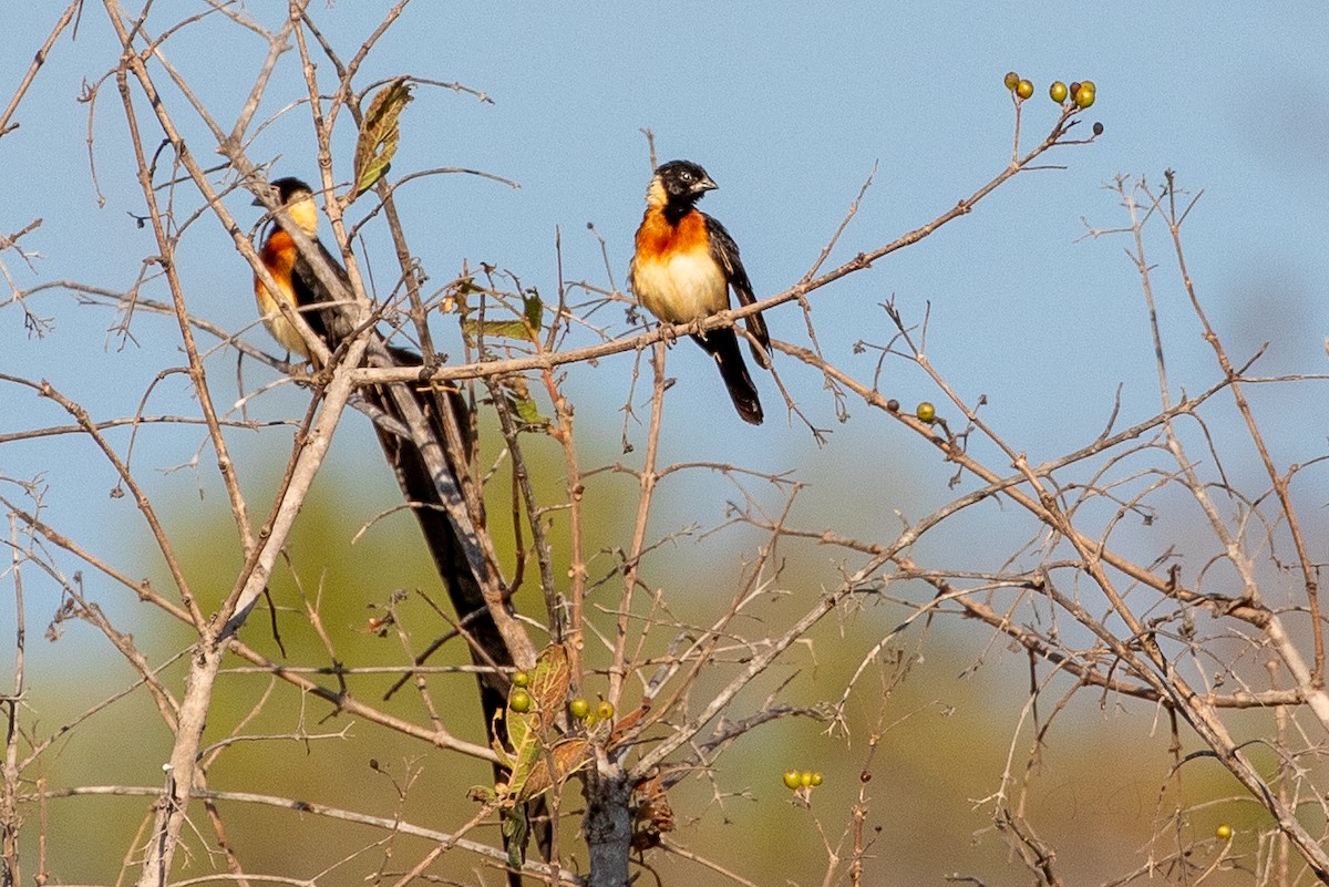 Broad-tailed Paradise-Whydah - ML610157790