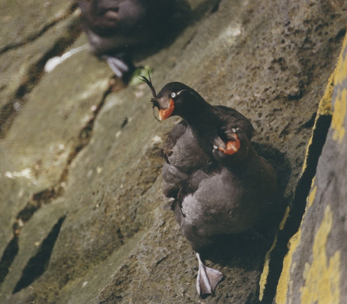 Crested Auklet - ML610158034