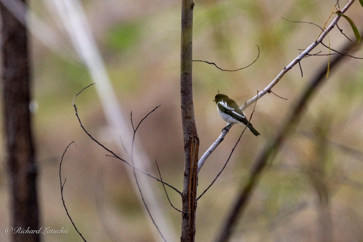 Hooded Robin - ML610158365