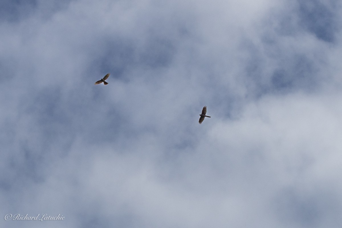 Brown Goshawk - ML610158384