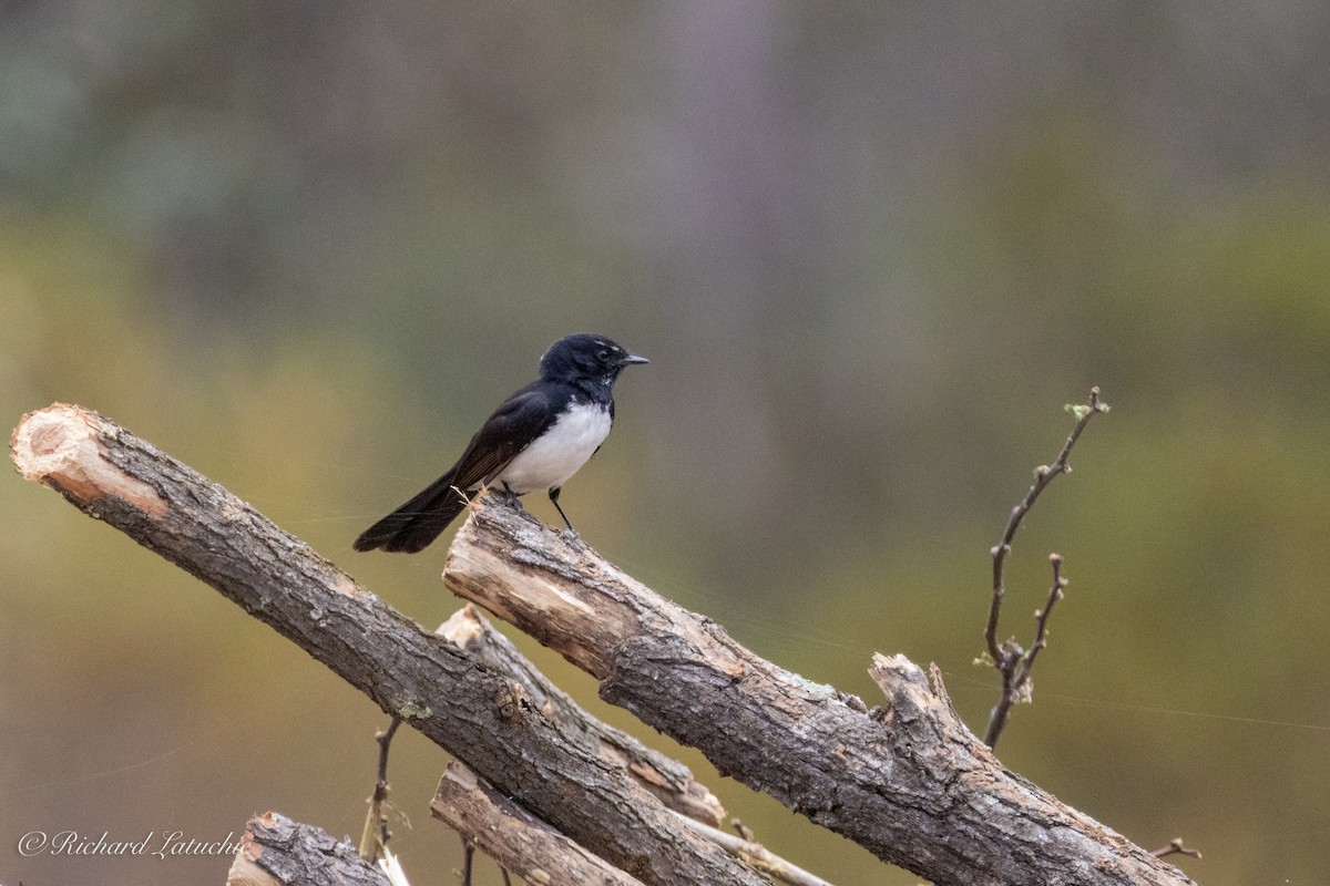 Willie-wagtail - ML610158459