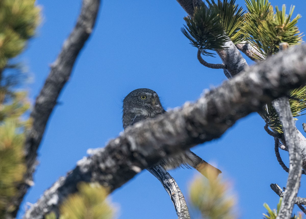 Northern Pygmy-Owl - Skyler Bol