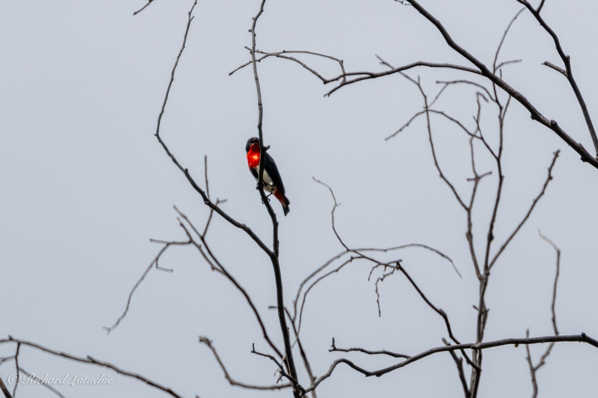 Mistletoebird - ML610158515