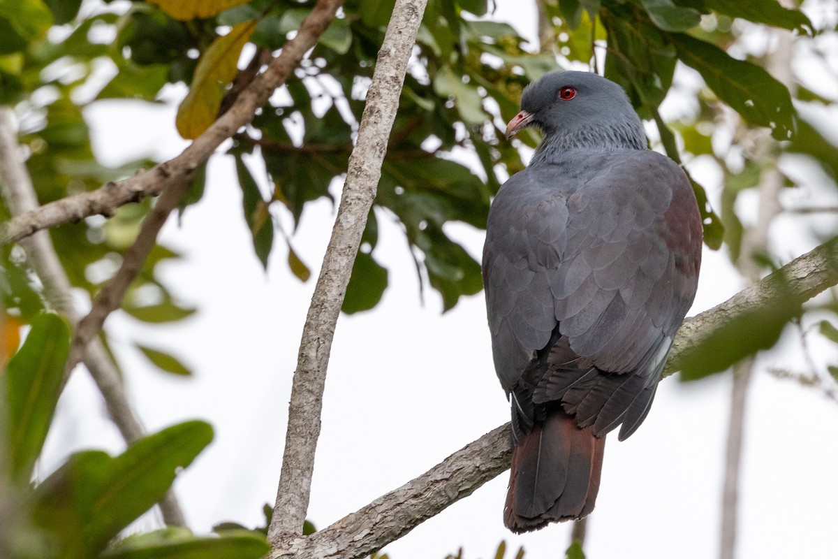 New Caledonian Imperial-Pigeon - ML610158644