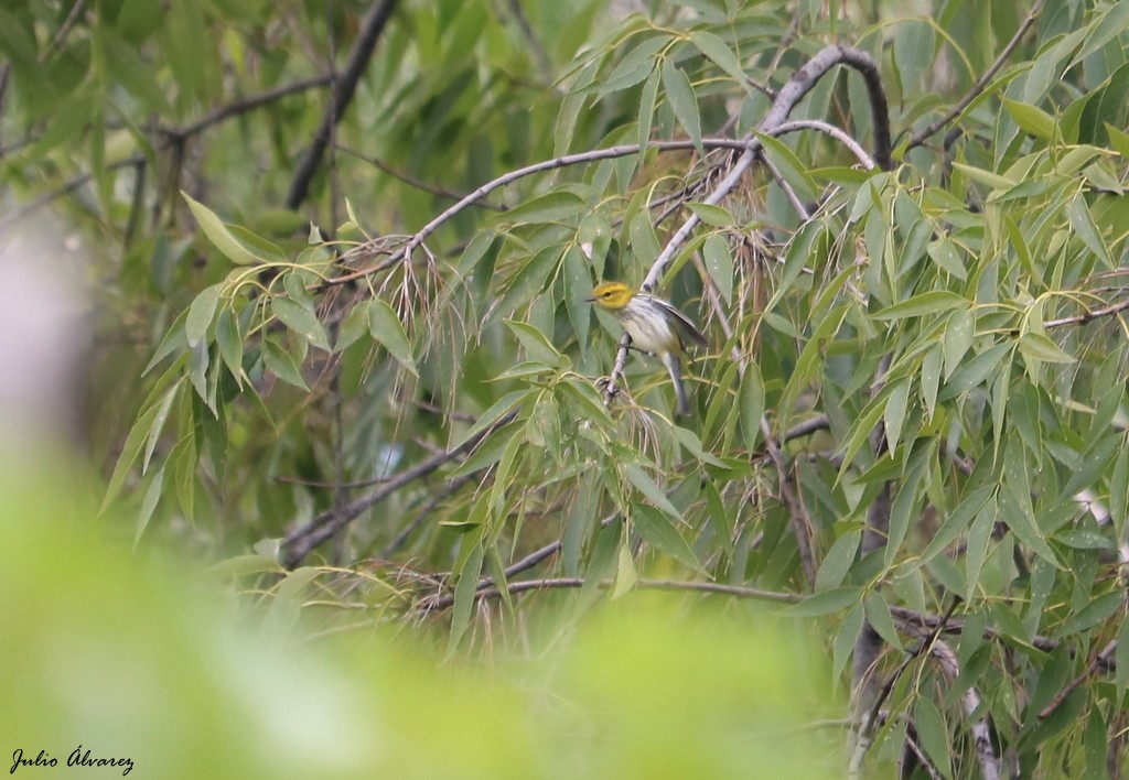 Black-throated Green Warbler - ML610159140