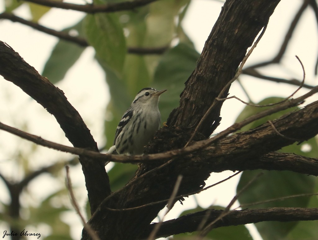 Black-and-white Warbler - ML610159204