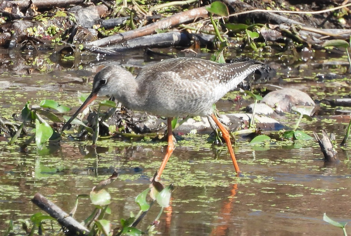 Spotted Redshank - ML610159216