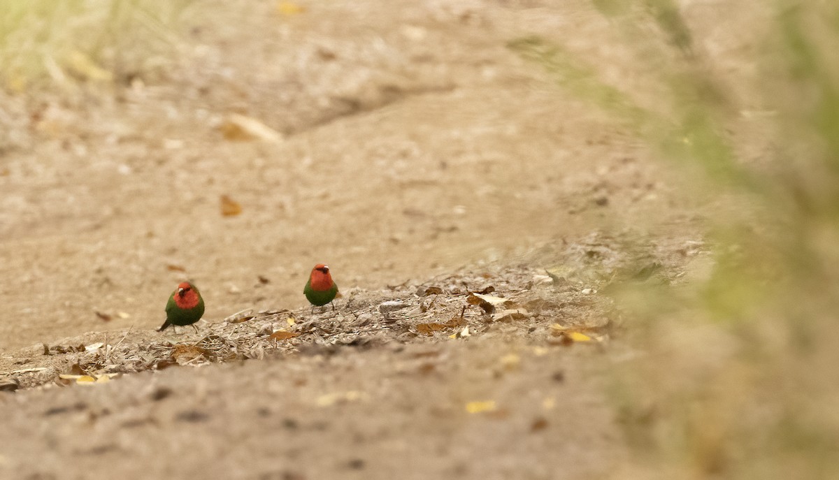 Red-throated Parrotfinch - ML610159243