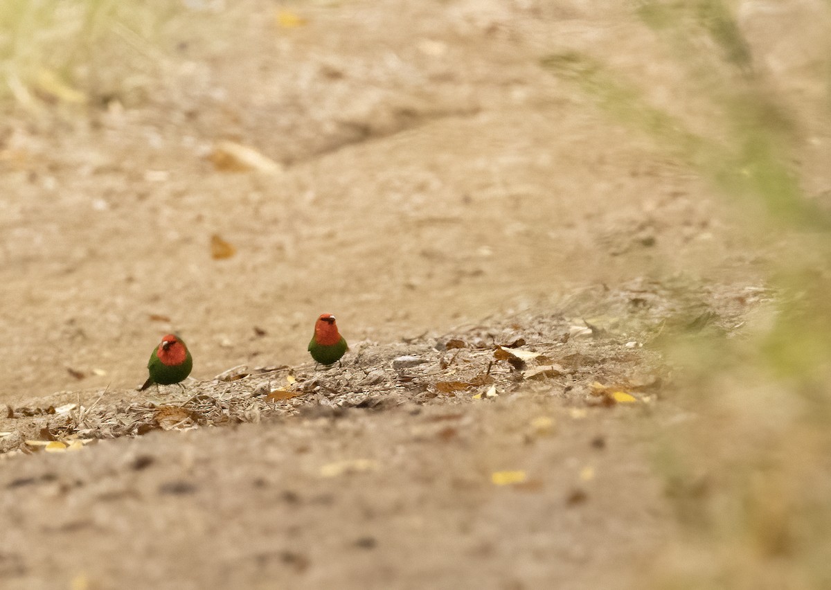 Red-throated Parrotfinch - ML610159244