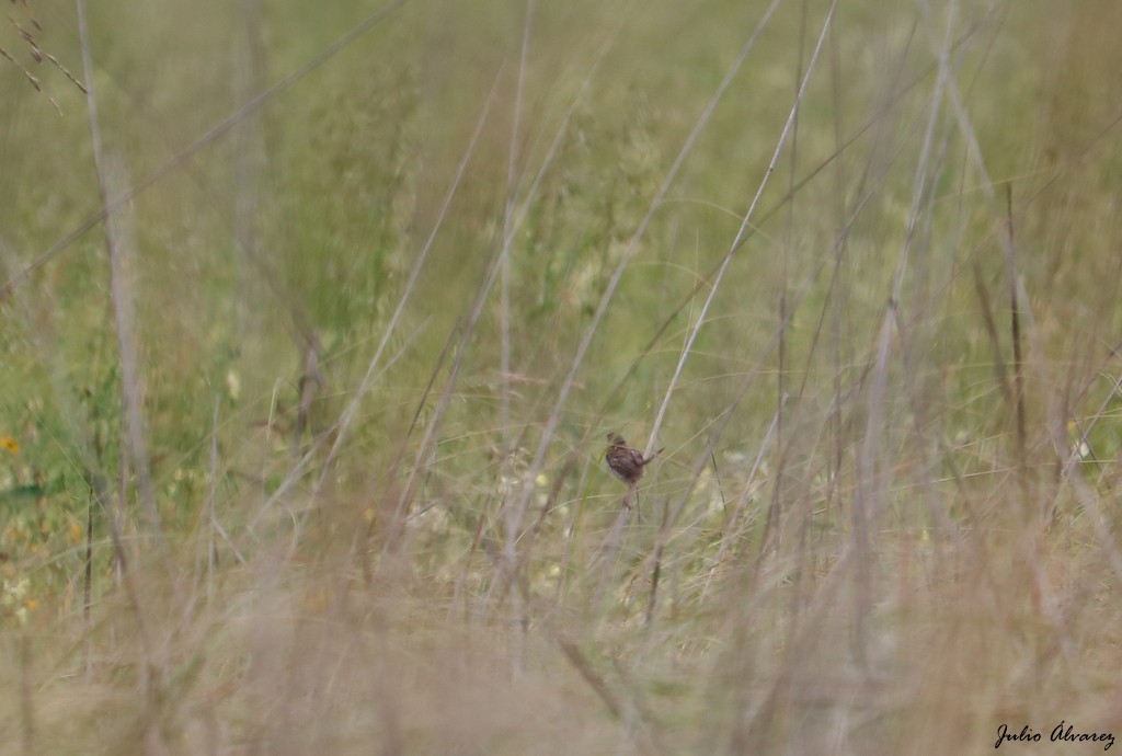 Grass Wren (Northern) - ML610159280