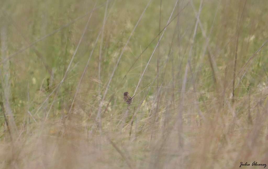 Grass Wren (Northern) - ML610159282