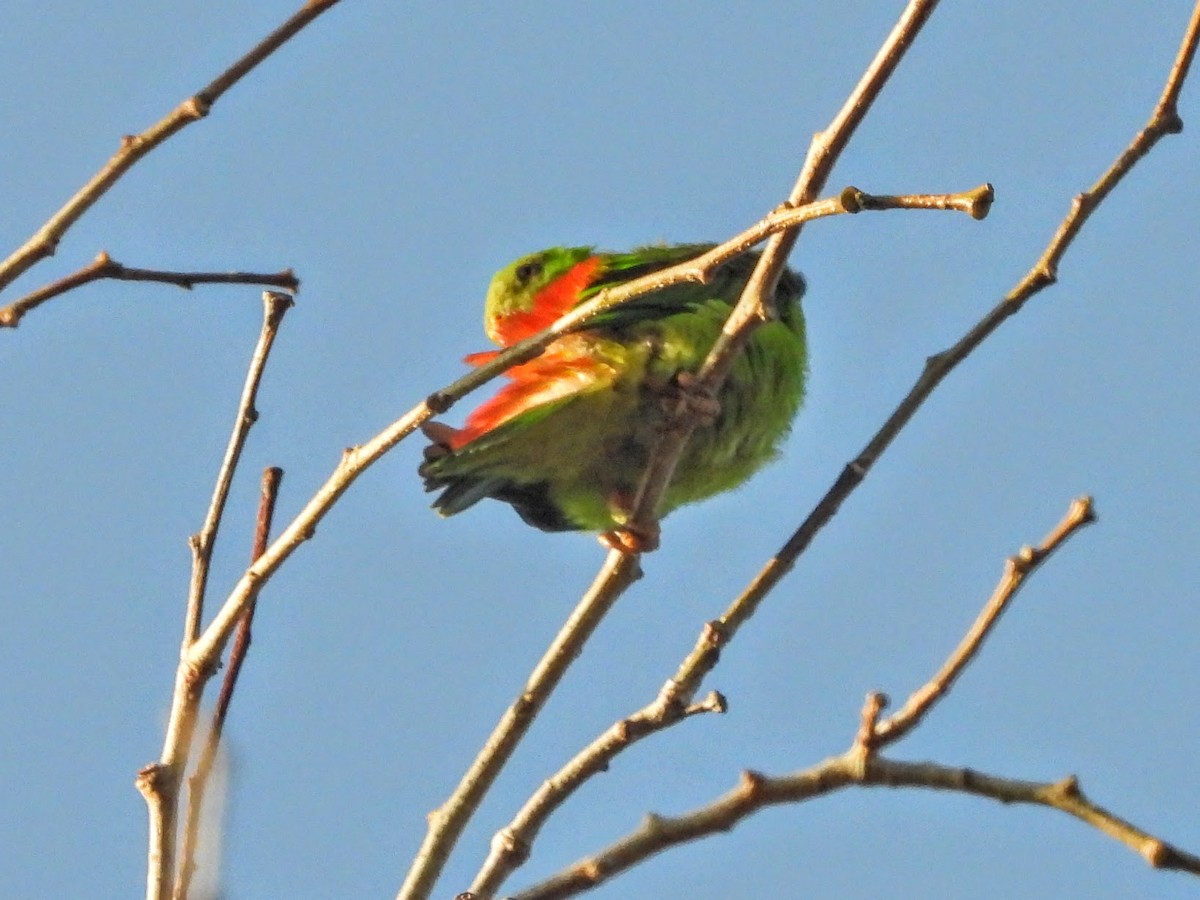 Yellow-throated Hanging-Parrot - ML610159351