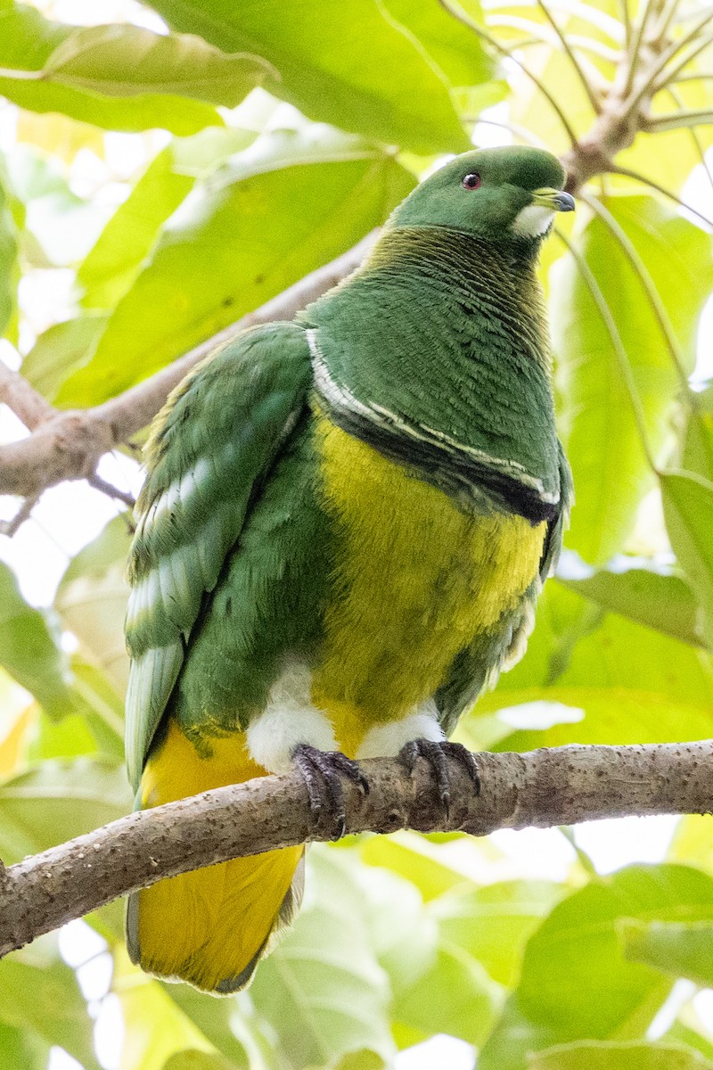 Cloven-feathered Dove - Richard and Margaret Alcorn