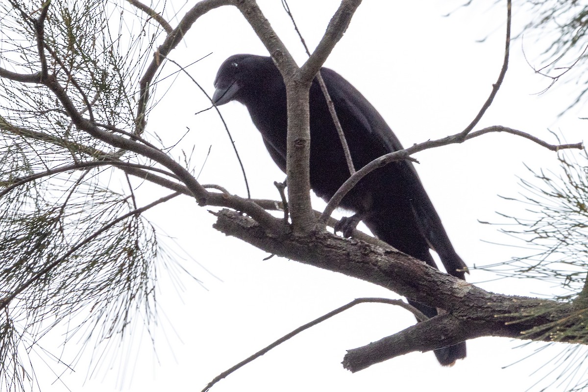 New Caledonian Crow - ML610159433