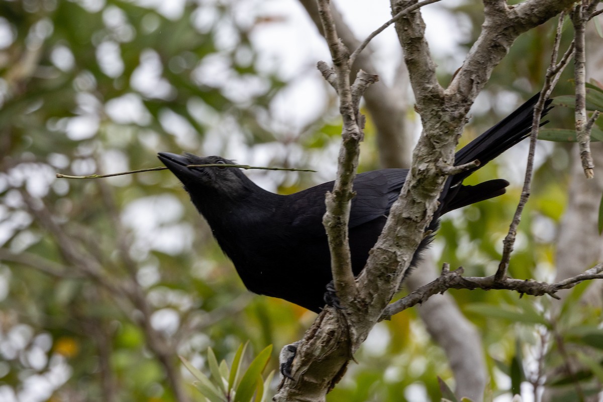 New Caledonian Crow - Richard and Margaret Alcorn