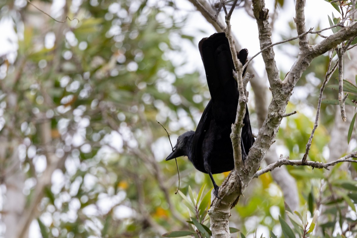 New Caledonian Crow - ML610159604