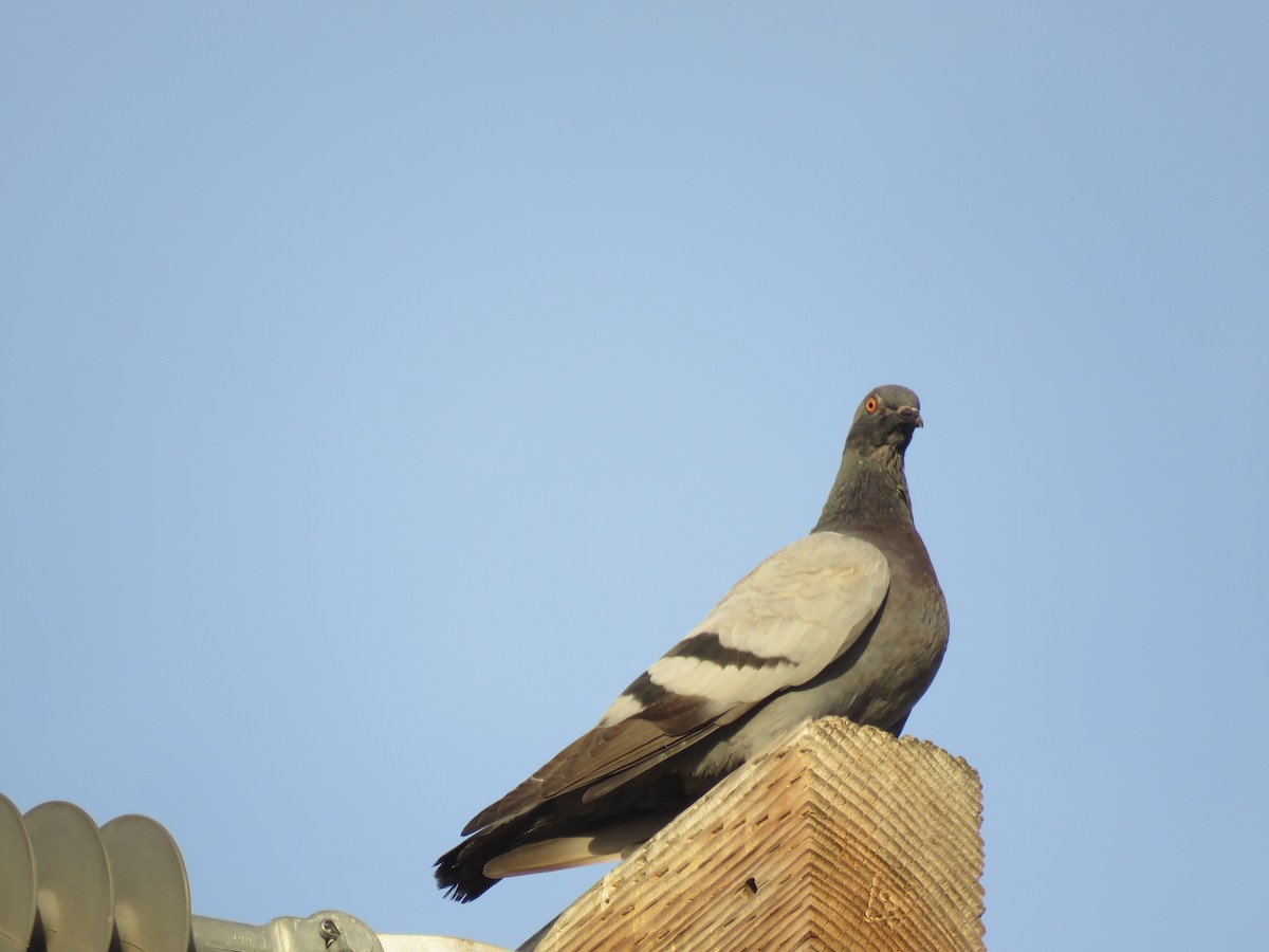 Rock Pigeon (Feral Pigeon) - ML610159764