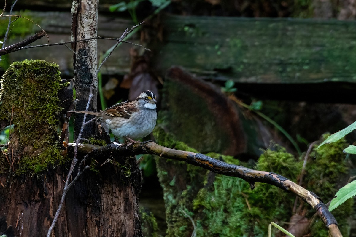 White-throated Sparrow - ML610160027