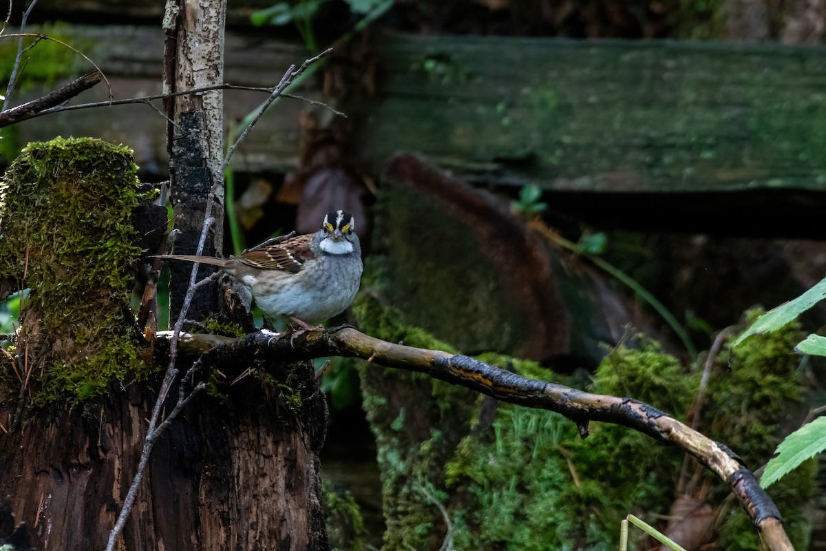 White-throated Sparrow - James MacKenzie