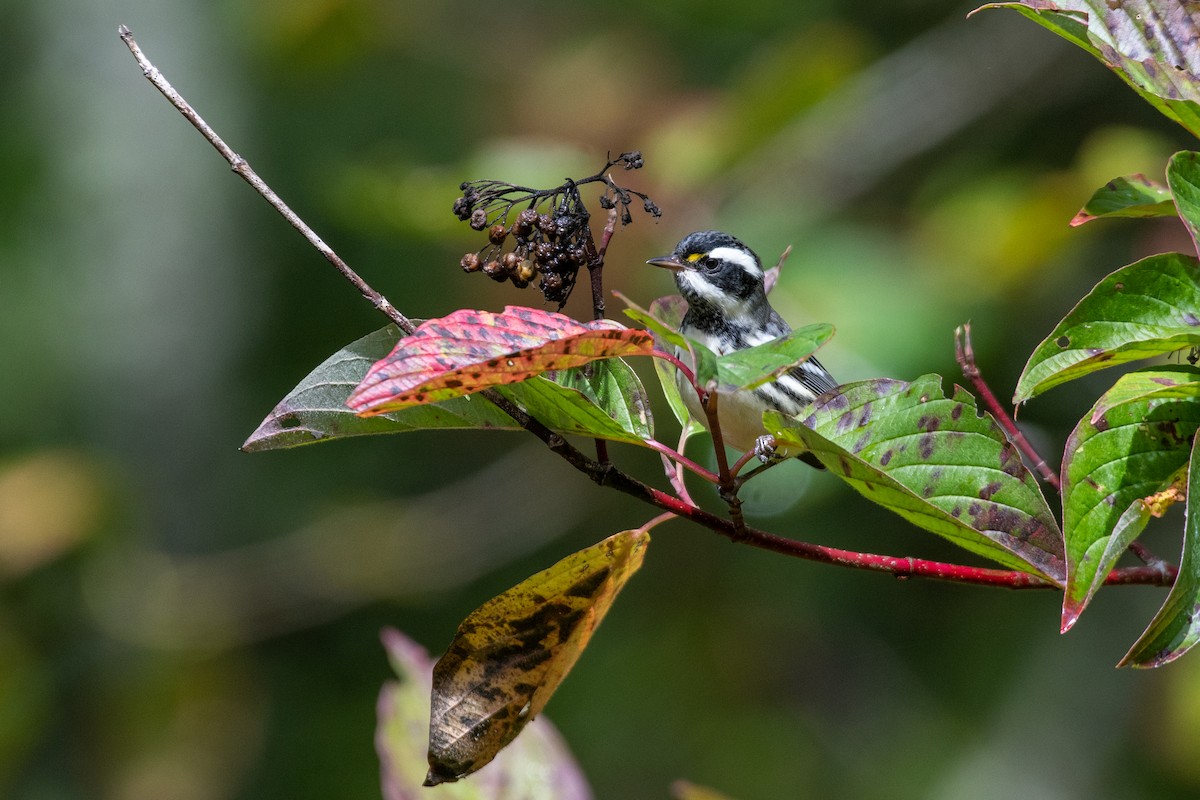 Black-throated Gray Warbler - James MacKenzie