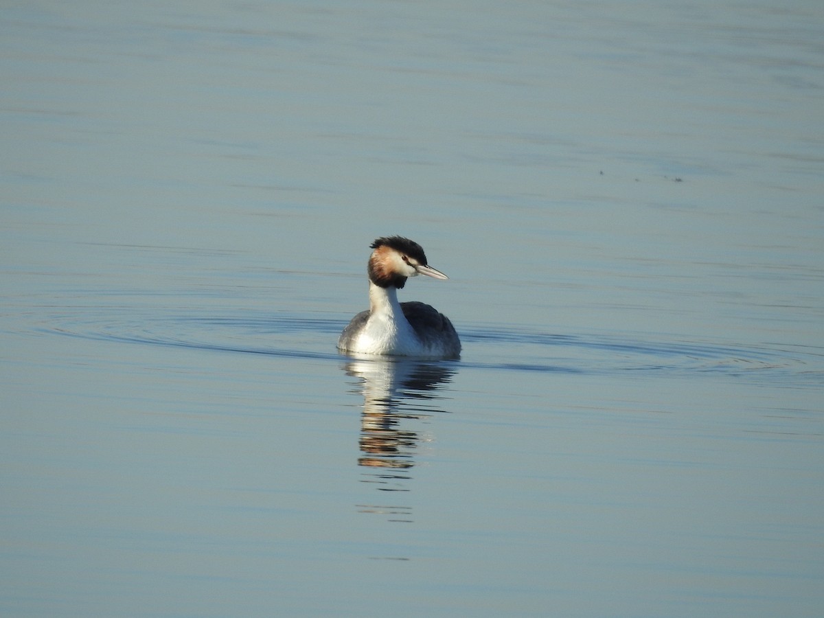 Great Crested Grebe - ML610160274