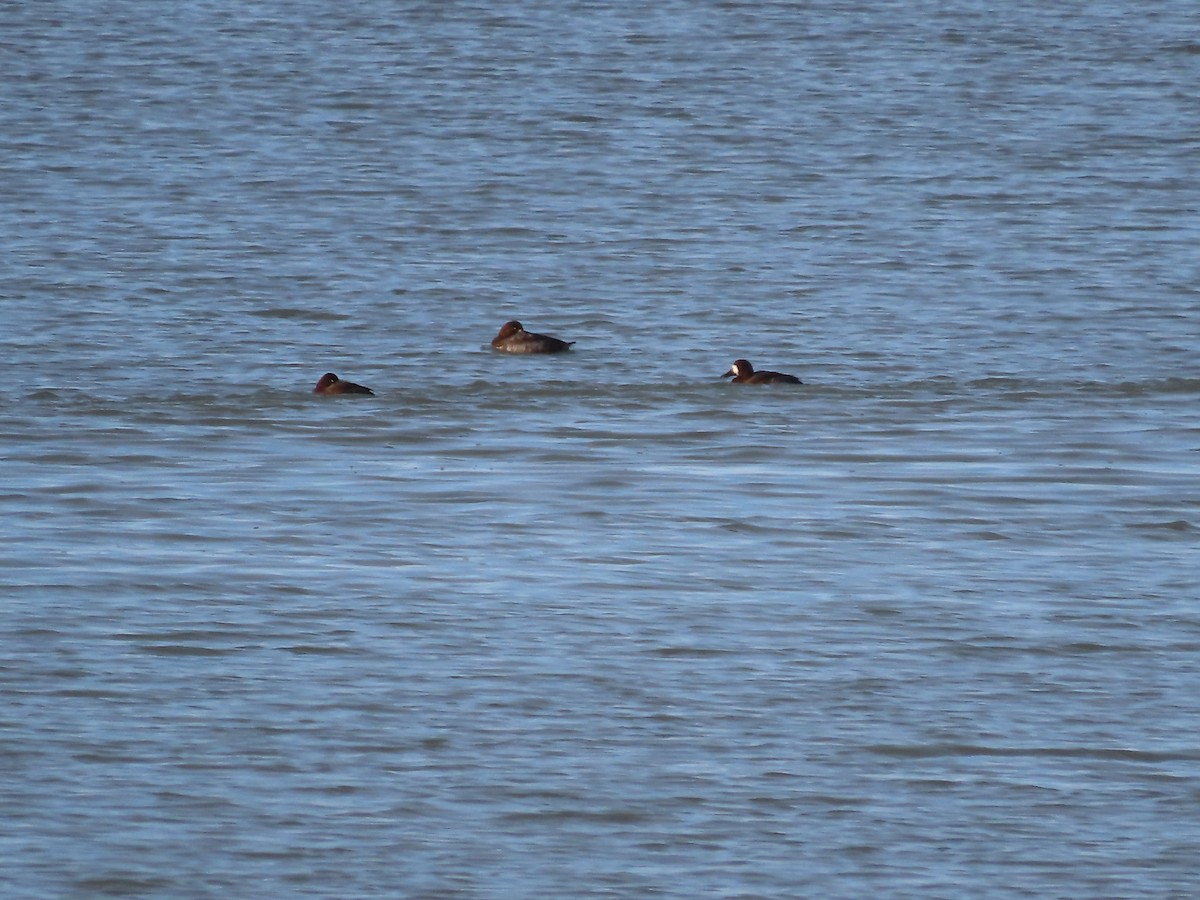 Greater Scaup - ML610161203