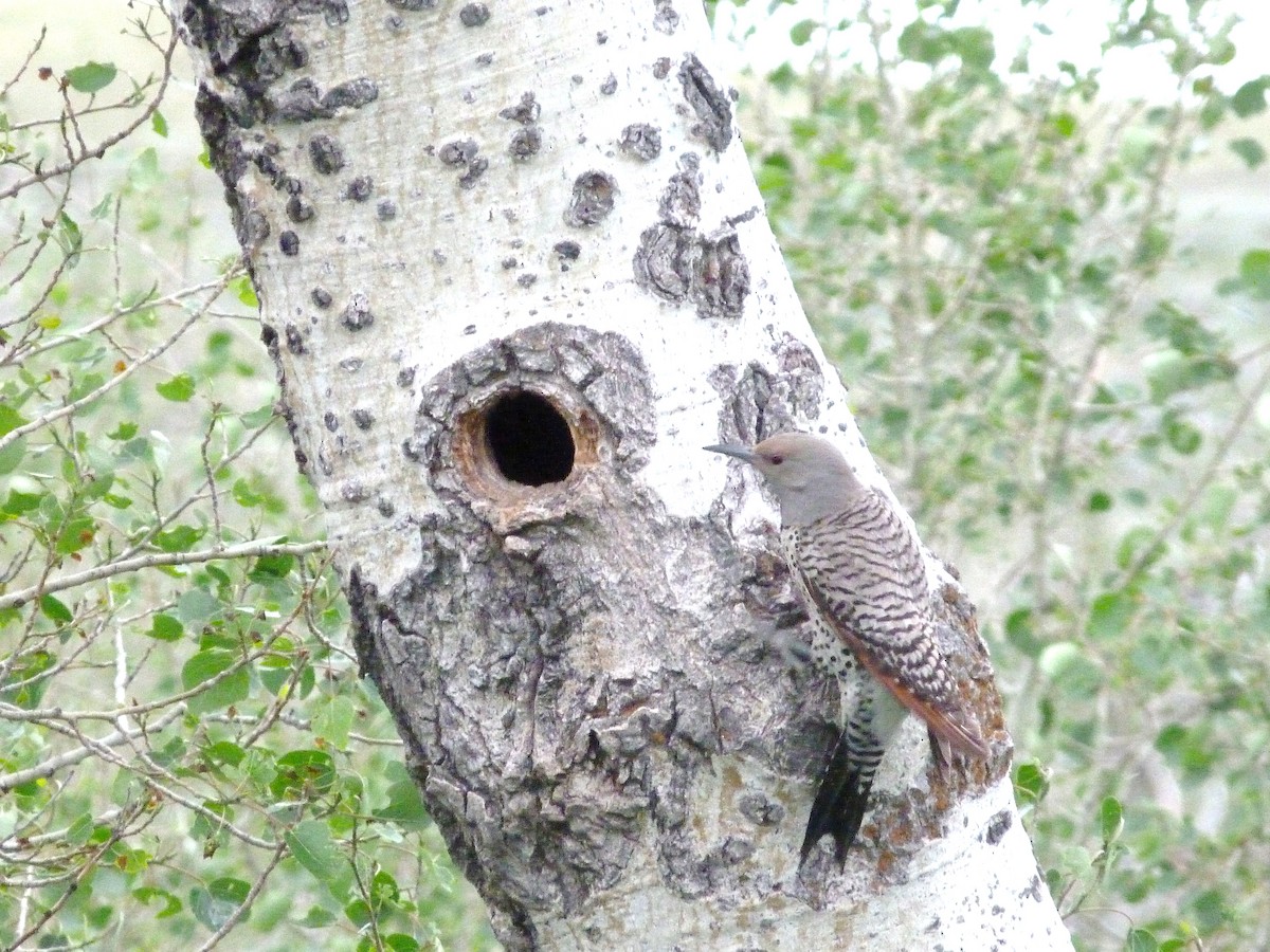 Northern Flicker (Red-shafted) - ML61016121