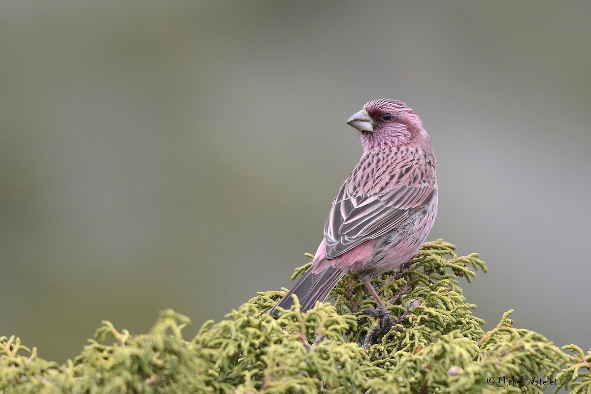 Red-mantled Rosefinch - ML610161271
