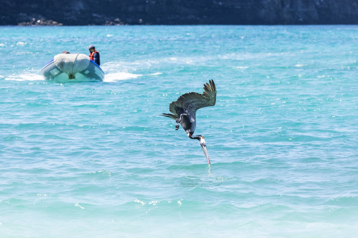 Brown Pelican (Galapagos) - ML610161710