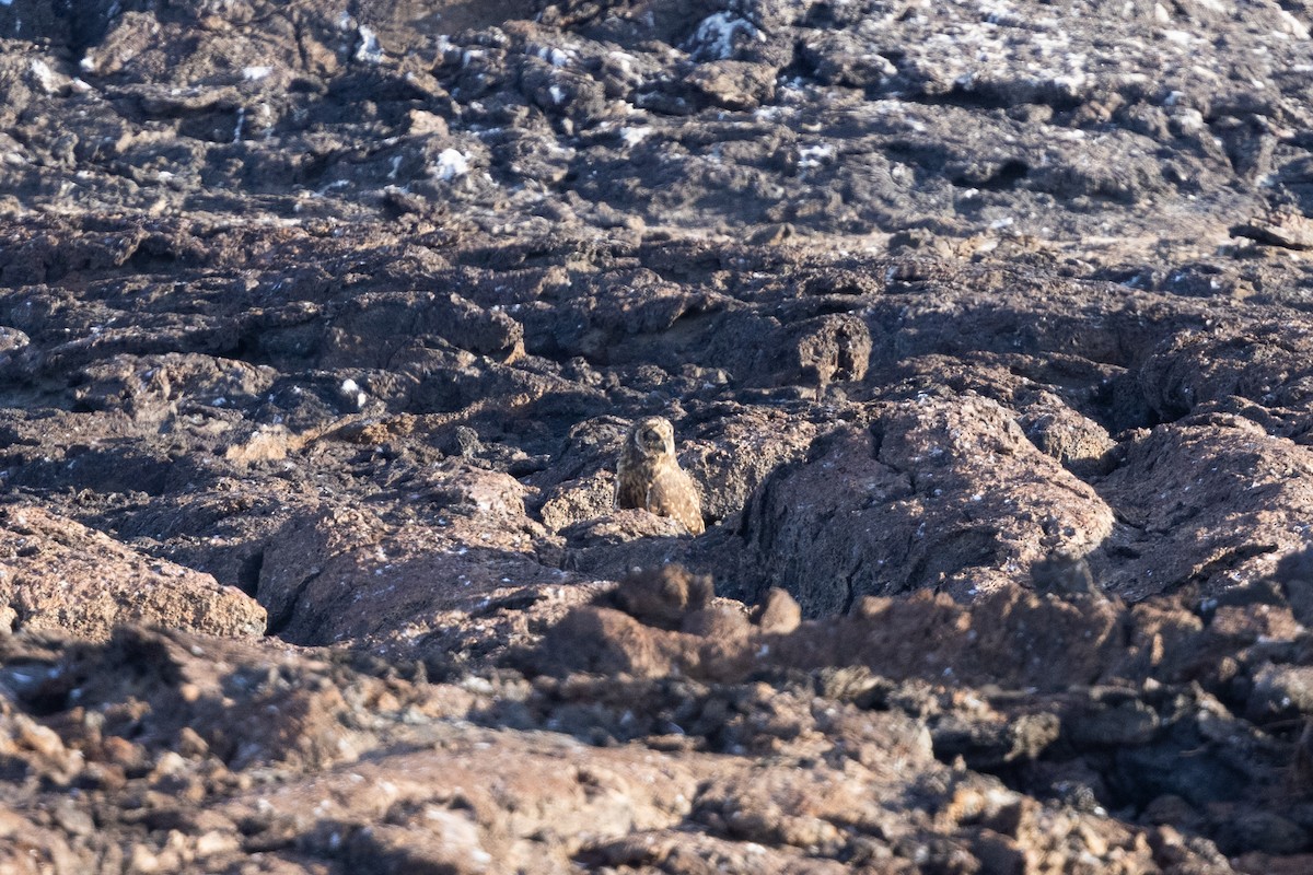 Short-eared Owl (Galapagos) - ML610161756