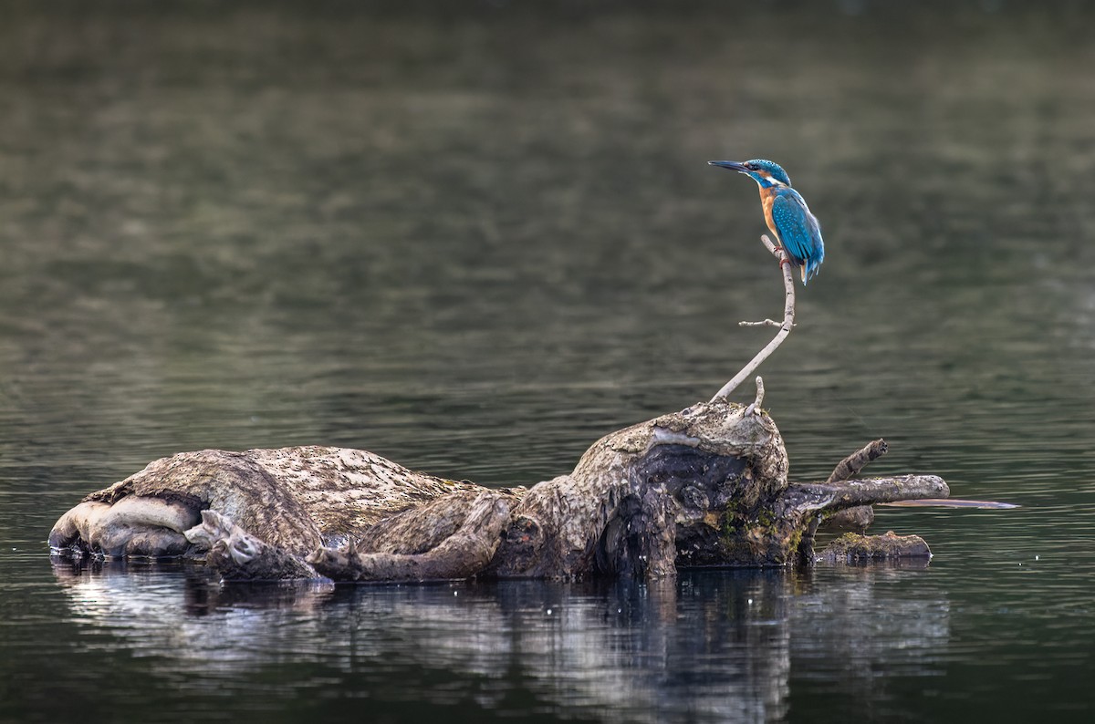 Common Kingfisher - Lars Petersson | My World of Bird Photography