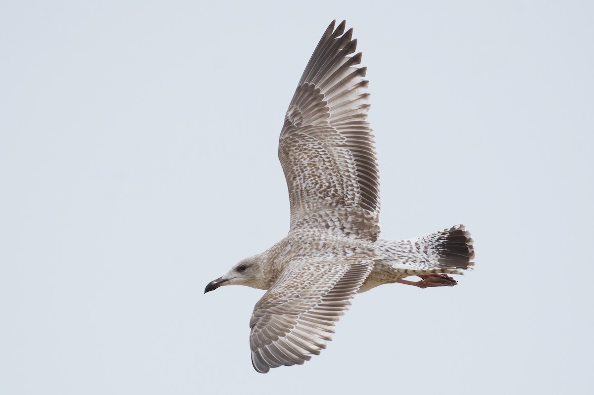 Herring Gull (European) - Vilhelm Fagerström