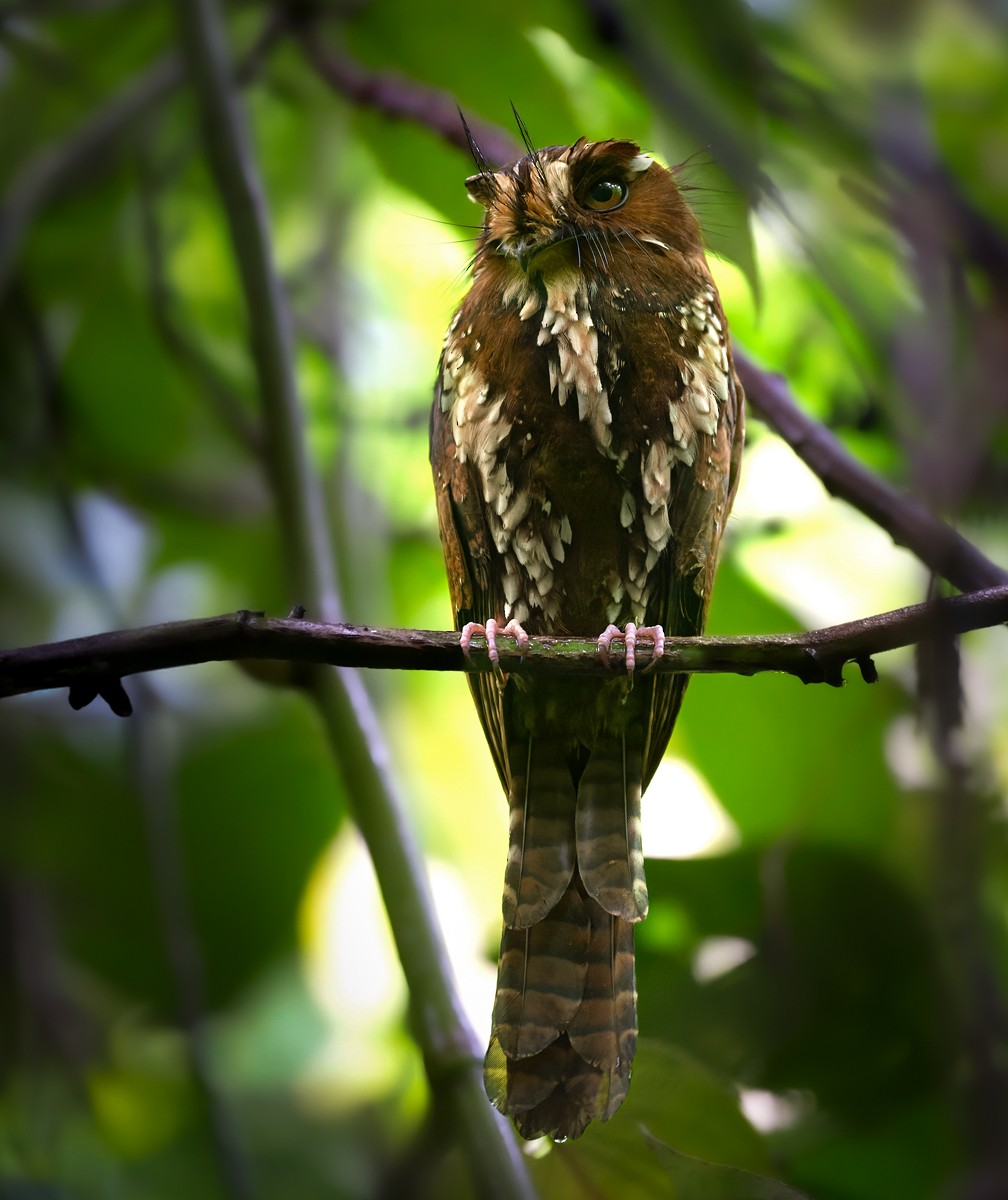 Feline Owlet-nightjar - Lars Petersson | My World of Bird Photography