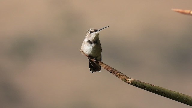 Black-chinned Hummingbird - ML610162679