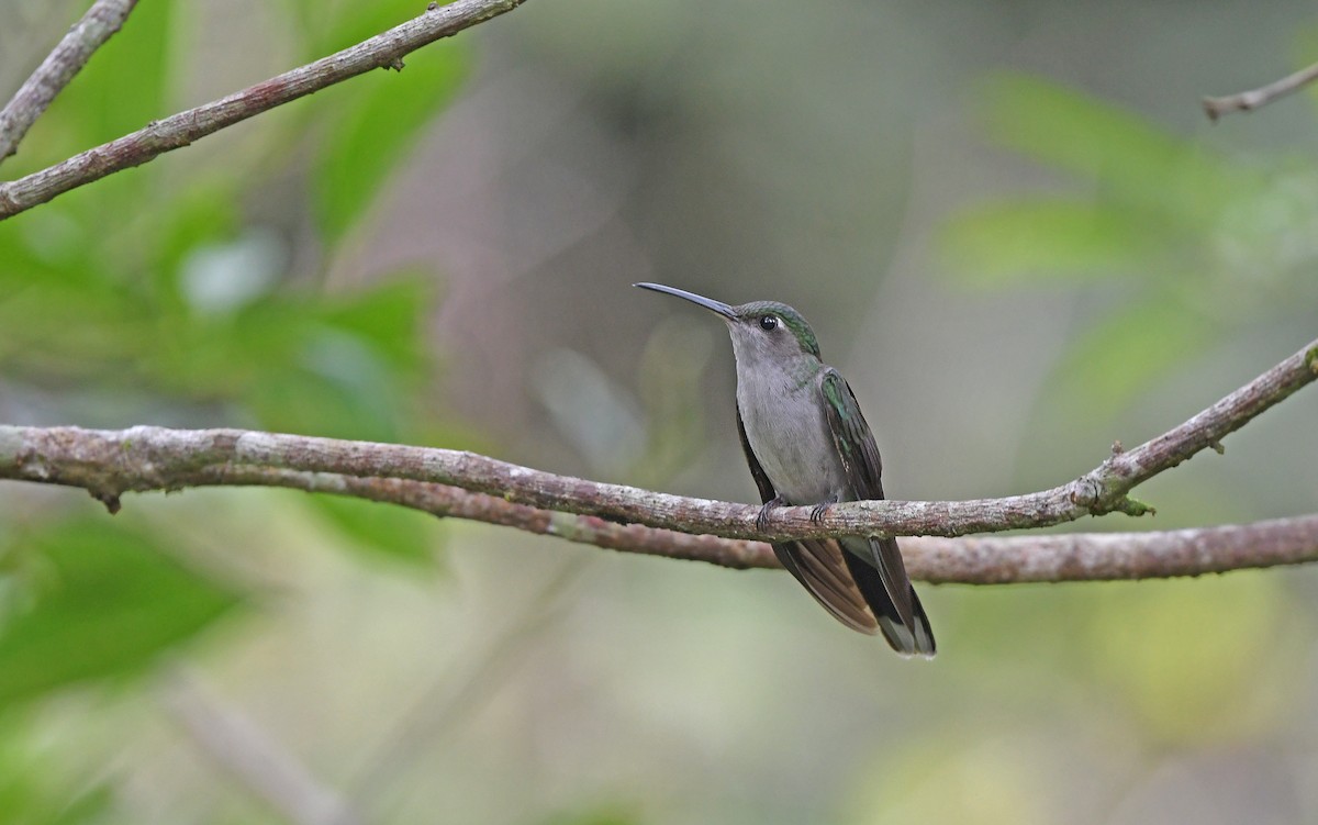 Gray-breasted Sabrewing (obscurus) - ML610162700