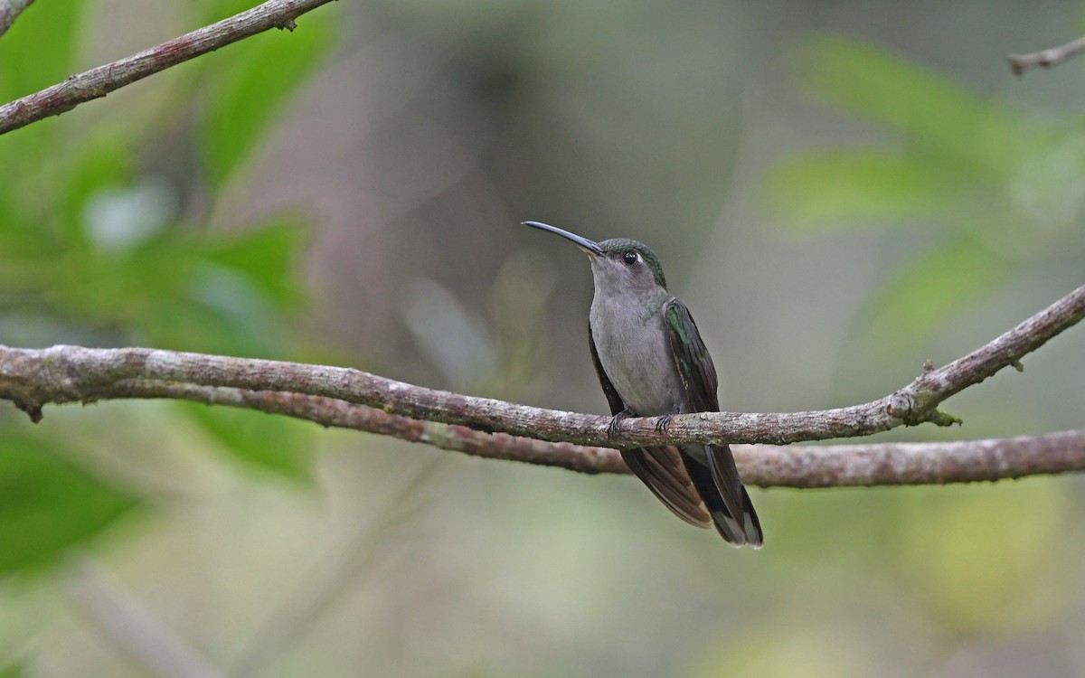 Gray-breasted Sabrewing (obscurus) - ML610162701