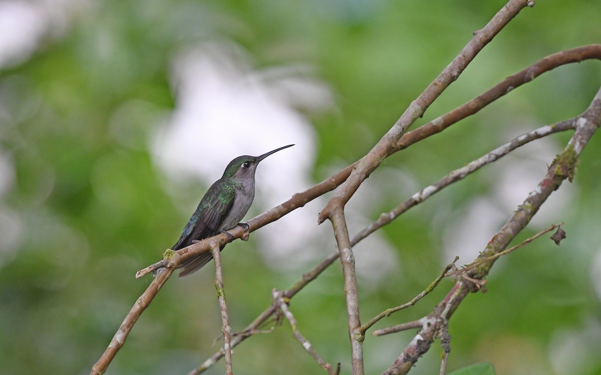 Gray-breasted Sabrewing (obscurus) - ML610162702