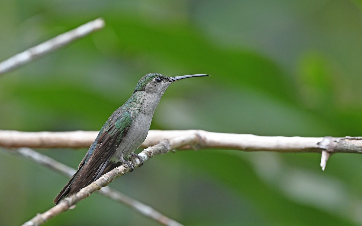 Gray-breasted Sabrewing (obscurus) - ML610162703