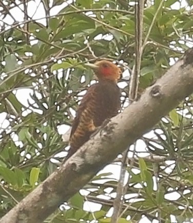 Waved Woodpecker (Waved) - ML610162826