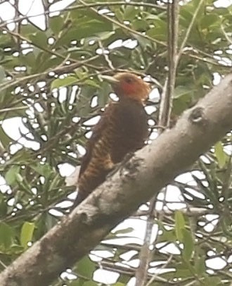 Waved Woodpecker (Waved) - ML610162827
